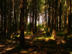 2013-07-20_Regina-F-Rau_Kochel-Rabenkopf (185).JPG